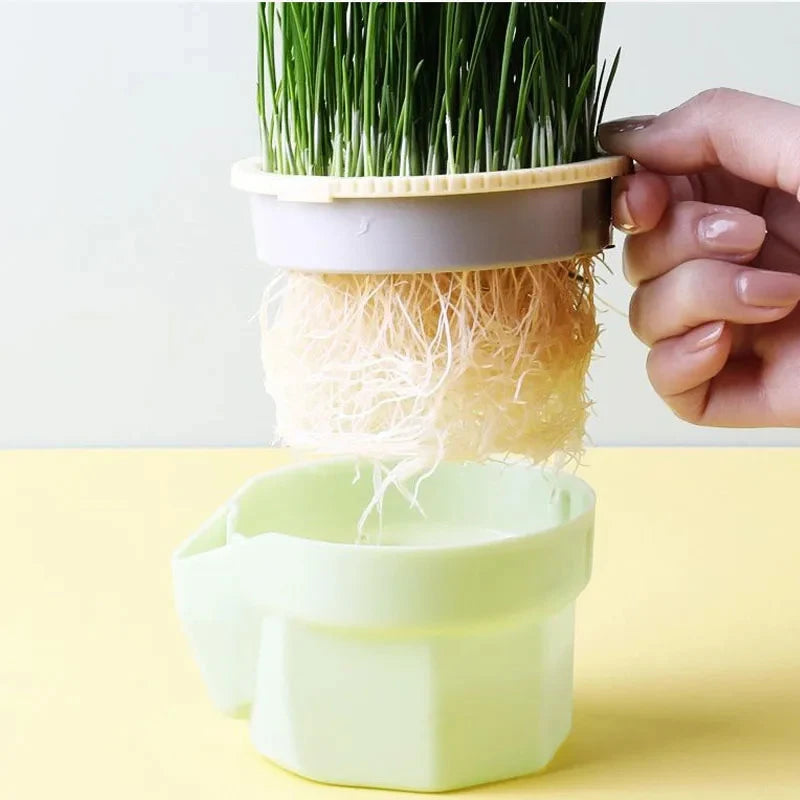 Cat Grass Growing Dish | Hydroponic Greenhouse Starter Pot | EarthPawColletive