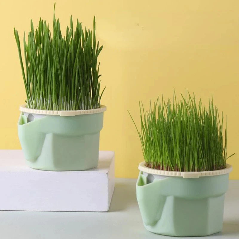 Cat Grass Growing Dish | Hydroponic Greenhouse Starter Pot | EarthPawColletive